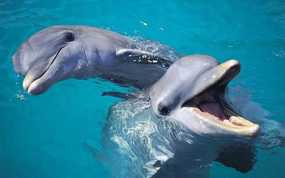 Κατέγραψαν και ανέλυσαν για πρώτη φορά τον διάλογο ανάμεσα σε δύο... δελφίνια