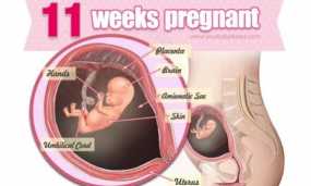 Εγκυμοσύνη ανά εβδομάδα: 11η εβδομάδα της κύησης!