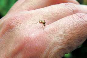 Γιατί τα κουνούπια τσιμπάνε κάποιους ανθρώπους περισσότερο