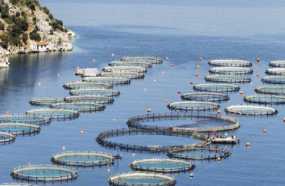 Ηγέτιδα χώρα στην ΕΕ η Ελλάδα στις υδατοκαλλιέργειες, διαπιστώνουν Ευρωπαίοι Επίτροποι