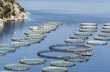 Ηγέτιδα χώρα στην ΕΕ η Ελλάδα στις υδατοκαλλιέργειες, διαπιστώνουν Ευρωπαίοι Επίτροποι