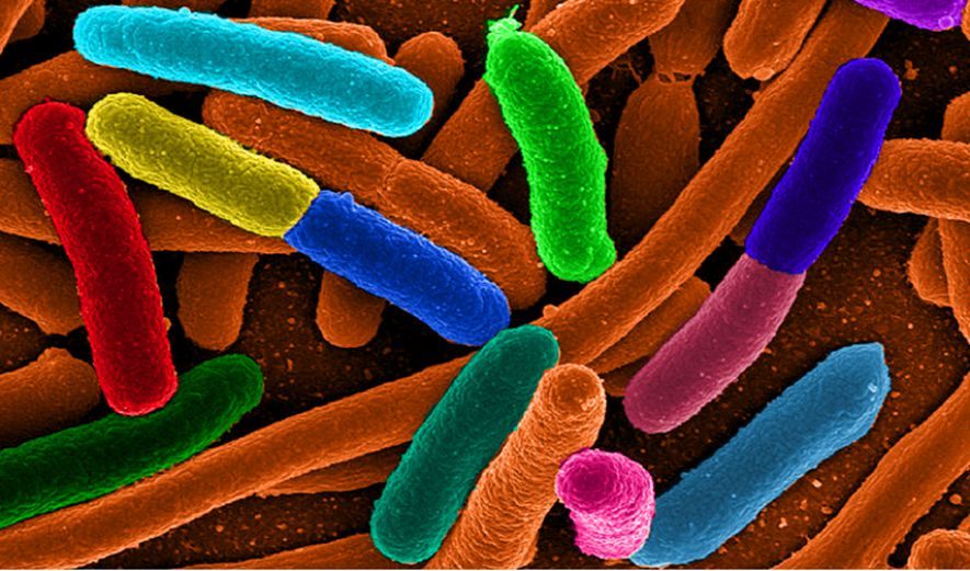 Τα συμπτώματα που δείχνουν μόλυνση από E.coli