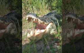 Ύποπτος για ληστεία κρύφτηκε σε λίμνη της Φλόριντα και τον έφαγε αλιγάτορας