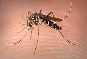Μήπως σε προτιμούν τα κουνούπια; – Αυτοί μπορεί να είναι οι λόγοι