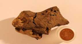Βρέθηκε απολιθωμένος εγκέφαλος δεινοσαύρου της Κρητιδικής περιόδου