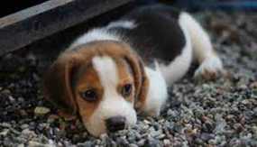 Ανησυχία για τη «γρίπη των σκύλων»: Προσαρμόζεται για να μολύνει ανθρώπους – Προέρχεται από γνωστό ιό