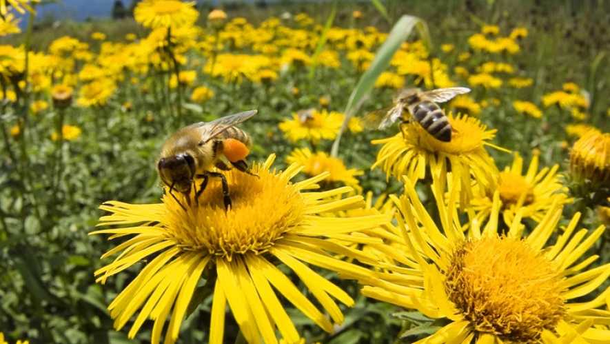 Αλλεργία στο τσίμπημα της μέλισσας: Συμπτώματα &amp; προφυλάξεις