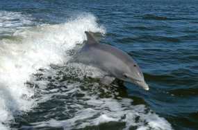 Δελφίνια στον Θερμαϊκό μαγνήτισαν τα βλέμματα