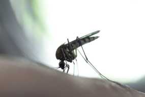 20 θανάτους από τον ιό του Δυτικού Νείλου ανακοίνωσε ο ΕΟΔΥ