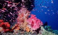 Με καταστροφή κινδυνεύει ο Μεγάλος Κοραλλιογενής Ύφαλος της Αυστραλίας