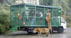 Εκεί που τα ζώα κυκλοφορούν ελεύθερα και οι επισκέπτες μπαίνουν σε κλουβιά