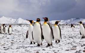 Η κλιματική αλλαγή απειλεί τους πιγκουίνους της Ανταρκτικής